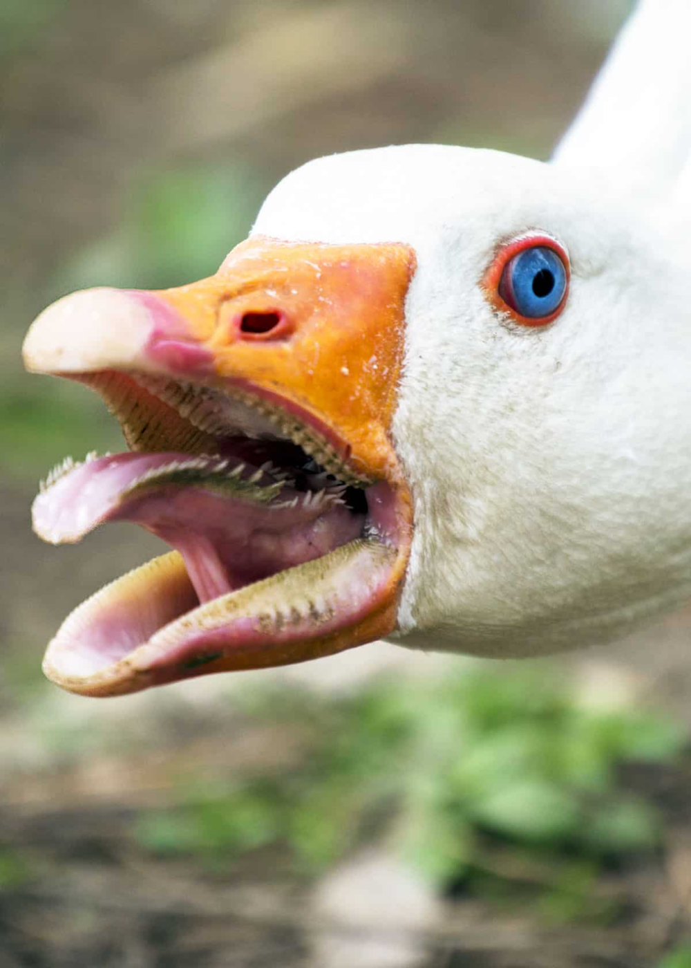 Stressed Goose