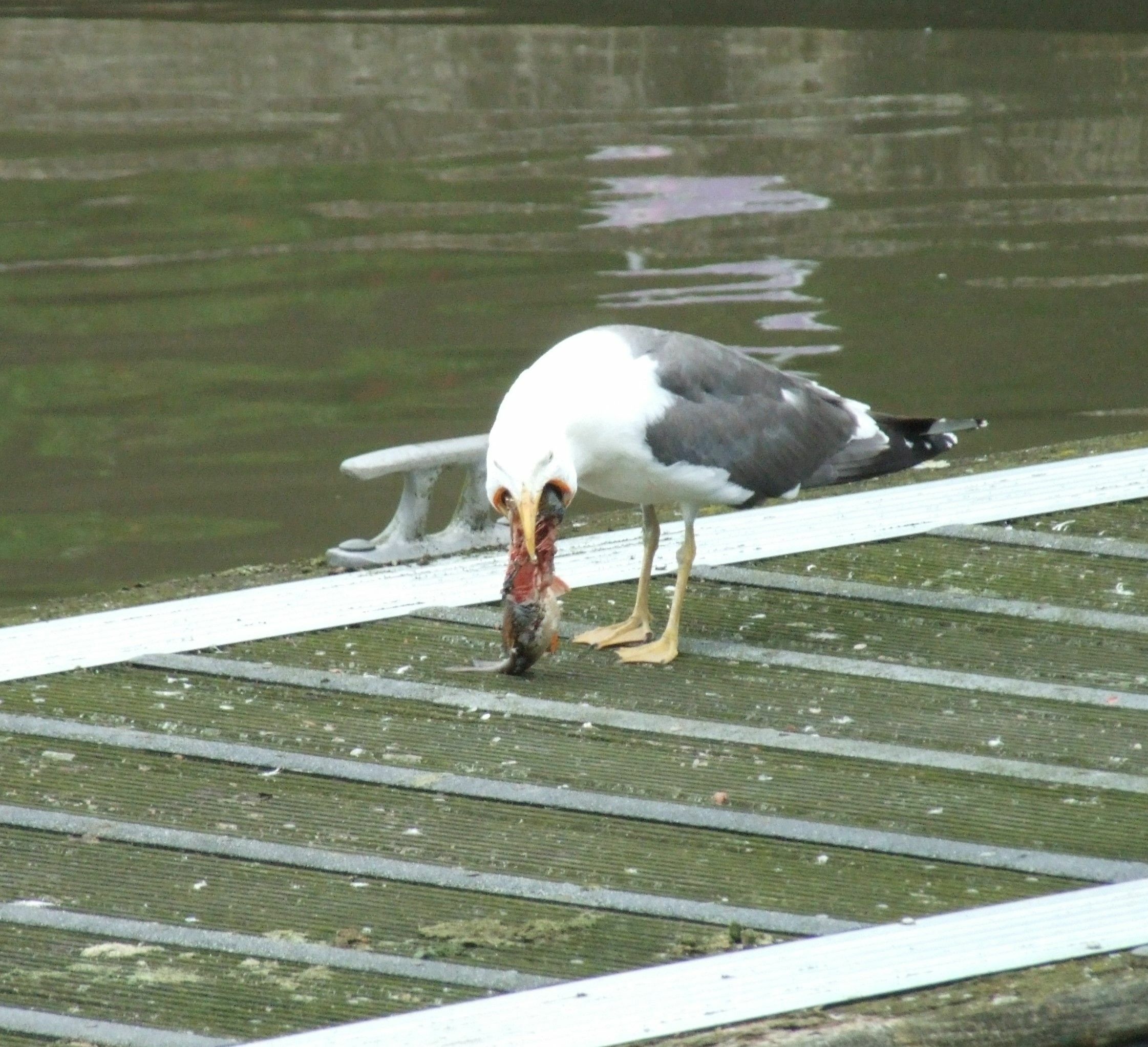 a-fish-supper-on-the-g-s-general-boating-canal-world