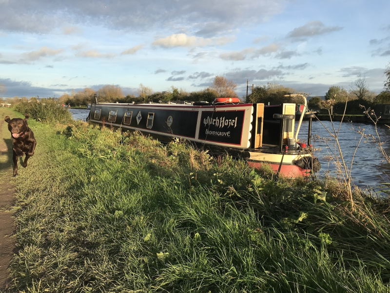 Narrowboat Witch Hazel